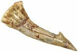 Fossil Sawfish (Onchopristis) Rostral Barb - Morocco #322858-1